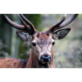 LOVSKA DRUŽINA CAJNARJE