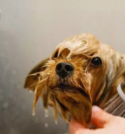 Pasji salon ziri gorenjska