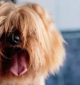 Pasji salon ziri gorenjska