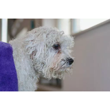 ORIJEV PASJI SALON, ANA MARIJA DOLINAR KASTELIC S.P.