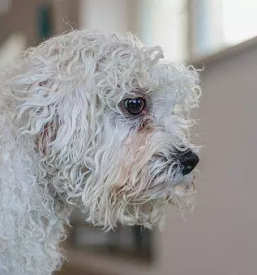 Pasji salon ziri gorenjska