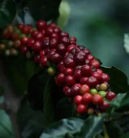 Prazarna kave ljubljana center