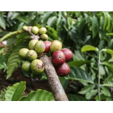 TRGOVINA Z ŽIVILI, MARINA STANKOVIĆ S.P.