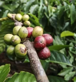 Prazarna kave ljubljana center