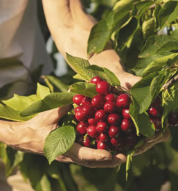 Prodaja kvalitetnega domacega sadja goriska