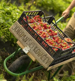 Prodaja kvalitetnega domacega sadja goriska