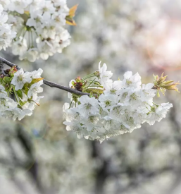 Prodaja kvalitetnega domacega sadja goriska