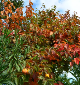 Prodaja kvalitetnega domacega sadja goriska