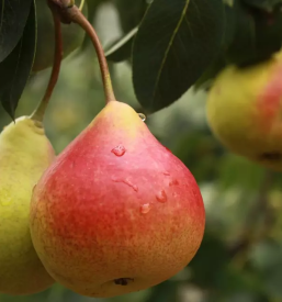 Prodaja sezonske zelenjave in sadje osrednja slovenija