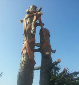 Organizacija dražbe lesa Gornja Radgona