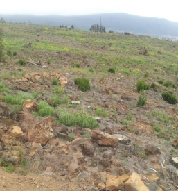 Izvajanje gojitvenih del Gornja Radgona in okolica