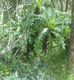 Dražbe lesa Gornja Radgona