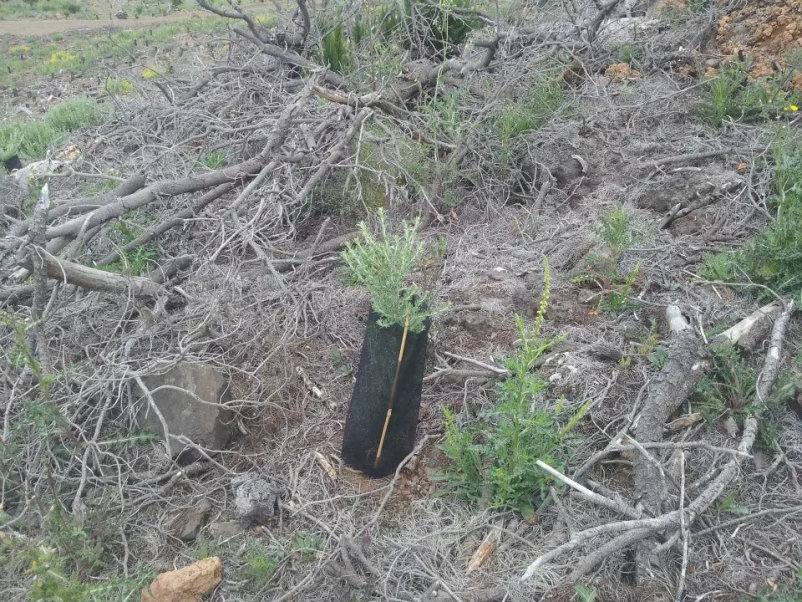 Izvajanje gojitvenih del Gornja Radgona in okolica