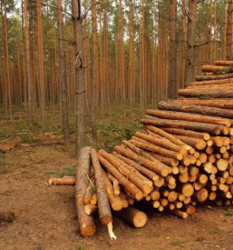 Odkup in prodaja lesa Primorska, okolica
