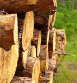 Ugodna prodaja in odkup lesa Primorska
