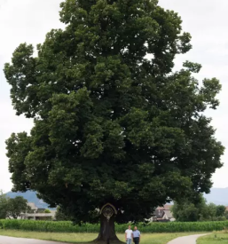 Prodaja domacega sadnega in navadnega jogurta kranj okolica