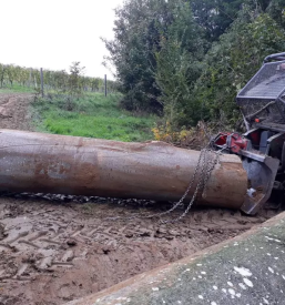 Sečnja v urbanem okolju Gornja Radgona in okolica