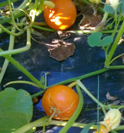 Sezonska zelenjava savinjska