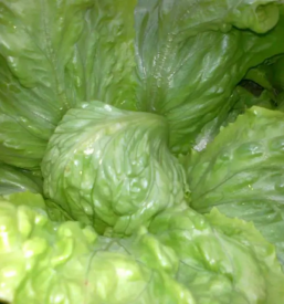 Sezonska zelenjava savinjska