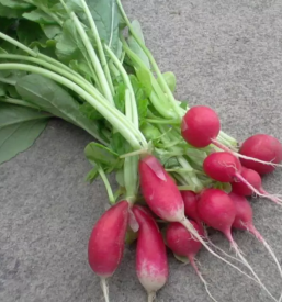 Sezonska zelenjava savinjska