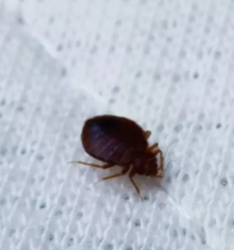 Ugodna dezinfekcija, dezinsekcija in deratizacija slovenija