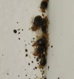 Ugodna dezinfekcija, dezinsekcija in deratizacija slovenija