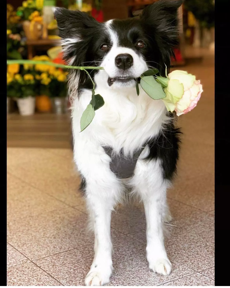 Najboljša cvetličarna Izola