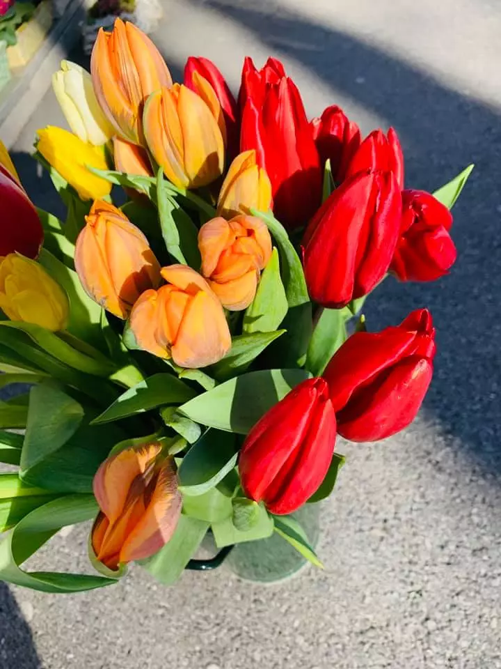 Dostava cvetja Izola, Primorska