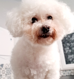 Kvalitetna nega domačih živali hajdina, ptuj