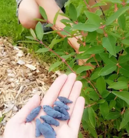 Kvalitetni in ugodni Haskap izdelki
