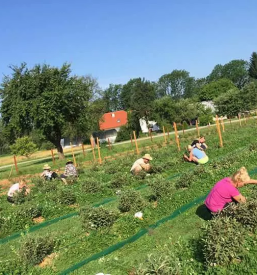 ugodni Haskap izdelki Slovenija
