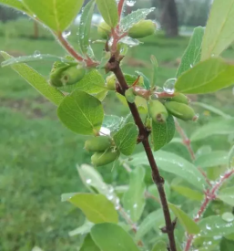 Kvalitetni Haskap izdelki Slovenija