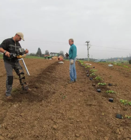 Pridelava in prodaja haskap izdelkov iz jagodičevja Slovenija