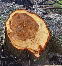 Secnja in spravilo lesa zrece