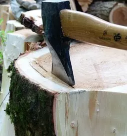 Secnja in spravilo lesa zrece