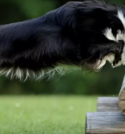 Vzreja in solanje psov pomurje