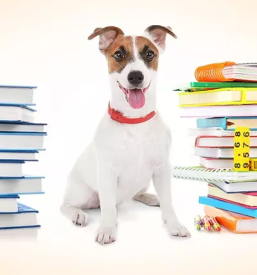 Vzreja in solanje psov pomurje