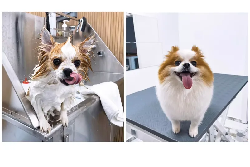 Dober pasji salon Hoče, Maribor in okolica