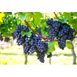 VINOTOČ JOŽE MURGELJ - NOSILEC DOPOLNILNE DEJAVNOSTI NA KMETIJI