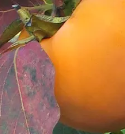 Pridelava sadnih sadik Vipava