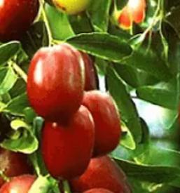 Pridelava sadik Vipava