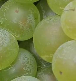 Prodaja sadnih sadik