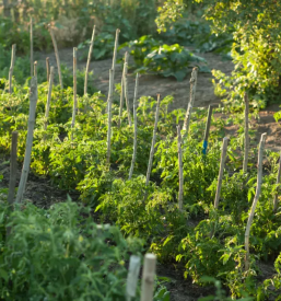 Permakulturno svetovanje in načrtovanje maribor okolica slovenija