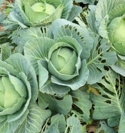 Permakulturno svetovanje in načrtovanje maribor okolica slovenija