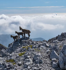 Planinski vodnik slovenija in tujina