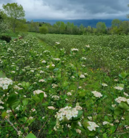 Prodaja lesnikov in domacih sokov goriska