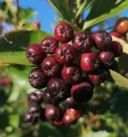 Prodaja lesnikov in domacih sokov goriska