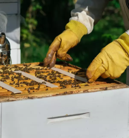 Prodaja medu in cebelarskega materiala stajerska