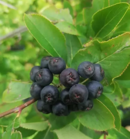 Prodaja soka iz aronije goriska