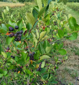 Prodaja soka iz aronije goriska